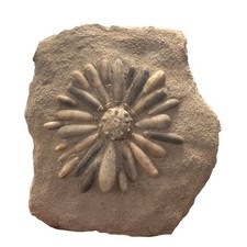 Fossil sea urchin - urchin, echinoid