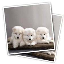 2x Vinyl Stickers Samoyed