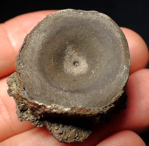 Fossil ichthyosaur bone
