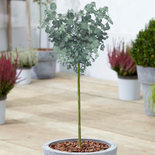 Eucalyptus gunnii tree cider - gunnii,