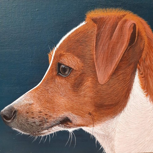 Jack russell portrait amazing - portrait,