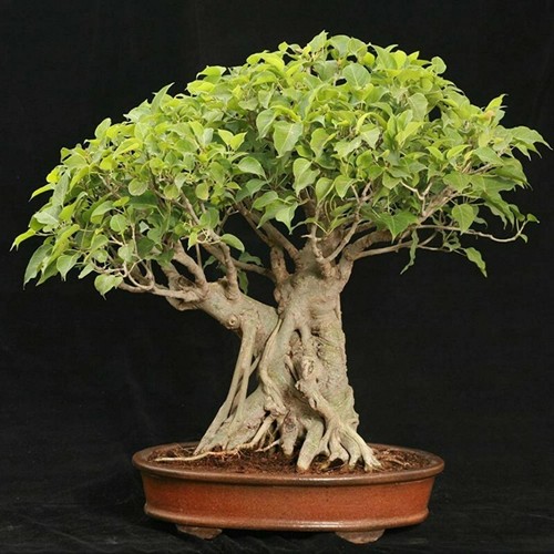 Seeds religious ficus - seeds,