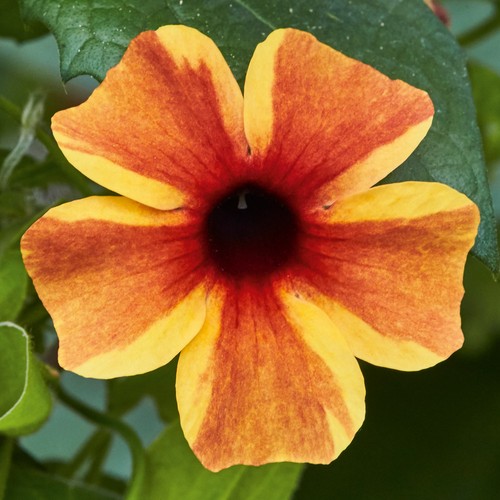Thunbergia amber stripes - thunbergia,