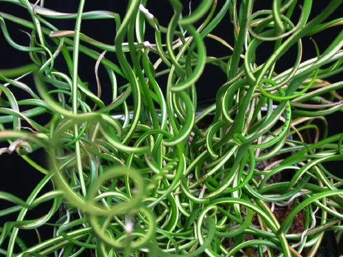 Corkscrew rush juncus - corkscrew,