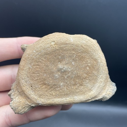 Dolphin whale vertebrae - whale,