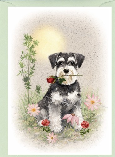 Miniature schnauzer dog - miniature,