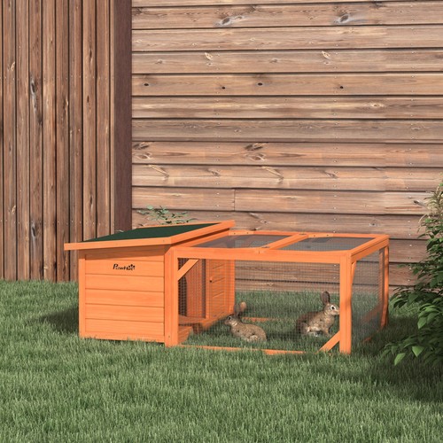 Outdoor rabbit guinea pig - rabbit,