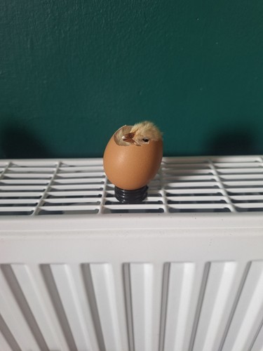 Taxidermy chick egg gallus - chick, in