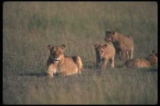 105053 African Lioness With