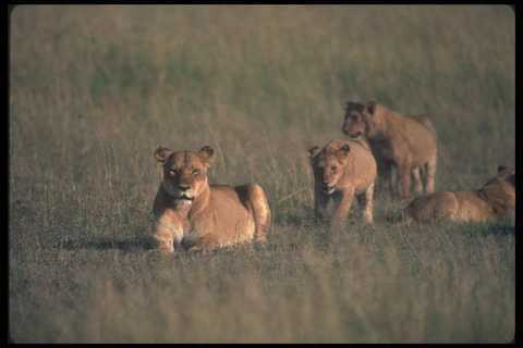 105053 african lioness with - african,