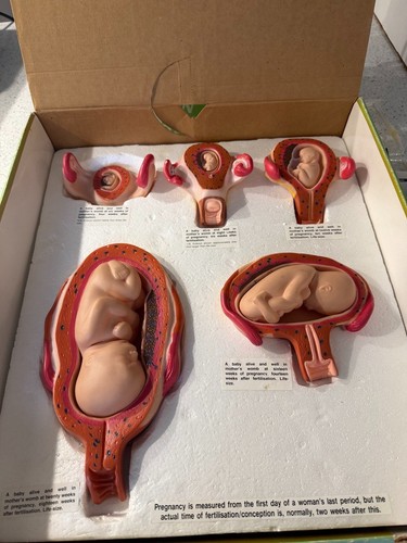 Human anatomical educational - human,
