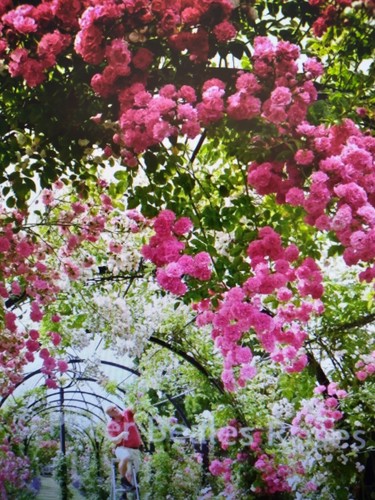 Climbing rambling rose - ,