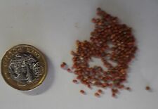 Paper Mulberry, Broussonetia papyrifera, Plant Seeds.