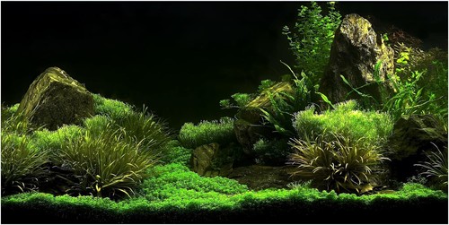 Fish tank background aquarium - fish, background,
