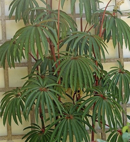 Begonia luxurians uk - begonia,