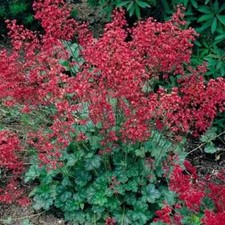 6 Heuchera Firefly Evergreen Hardy Perennial Plug plants