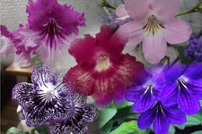 Streptocarpus Plug Plants DS