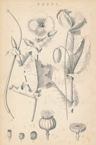 Original antique c1870 - antique,