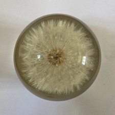 Hafod Grange Dandelion Clock Flower Desk Welsh Paperweight Resin Vintage 80mm 