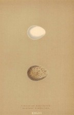 BRITISH BIRD EGGS. Virginian Partridge. Barbary Partridge. MORRIS 1896 print