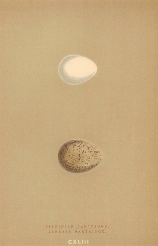 British bird eggs virginian - bird,