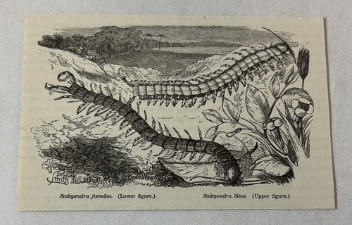 1885 book engraving - , ~