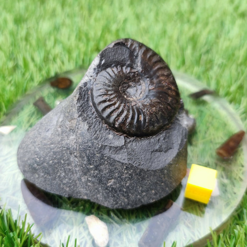 Pseudolioceras ammonite whitby - ammonite,