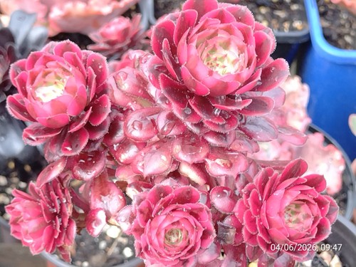 One plant - , flower