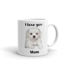 CUTE BICHON MALTESE