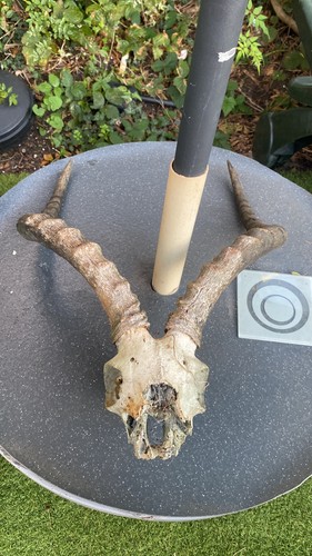 Skull with horns taxidermy - skull,