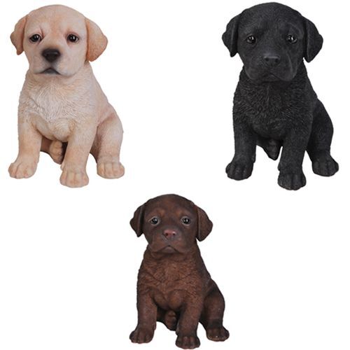 Labrador puppy dog - dog,