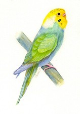 Rainbow Budgie, Parakeet Portrait, Watercolour PRINT from an Original Painting