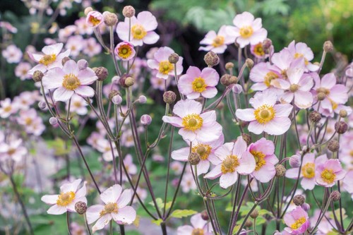 Anemone hupehensis japanese - hupehensis, 'japanese