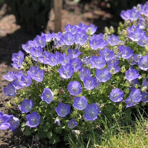 Campanula carpatica - campanula,
