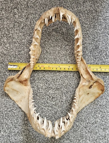 Vintage mako shark - shark,