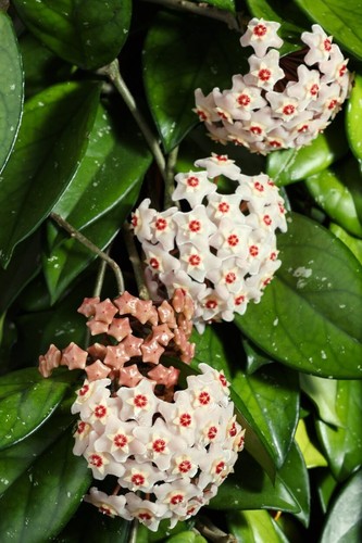 Hoya carnosa rooted cutting - hoya,