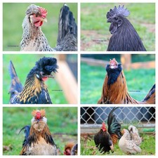 10+ Fertile Chicken Hatching