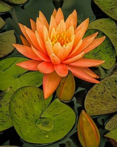 Orange water lily aquatic - water,