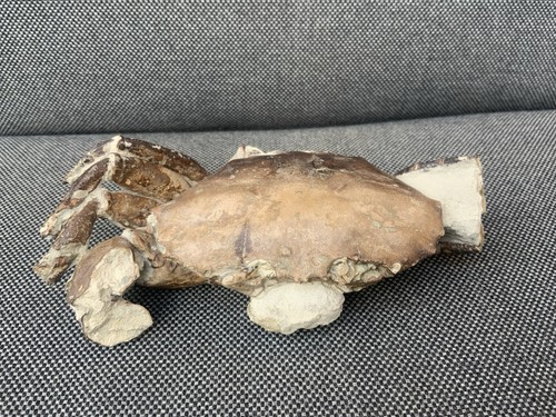 Rare fossil crab - rare, archeogeryon