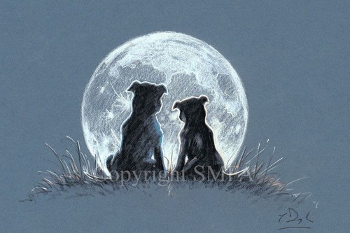 Staffordshire bull terrier - staffordshire,