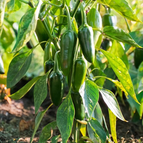 Chilli pepper jalapeno - chilli, classic