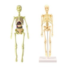 1Set Model Skeleton Anatomical