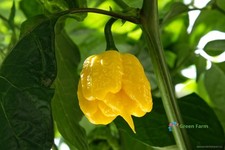 50 Seeds Hottest Chili Pepper