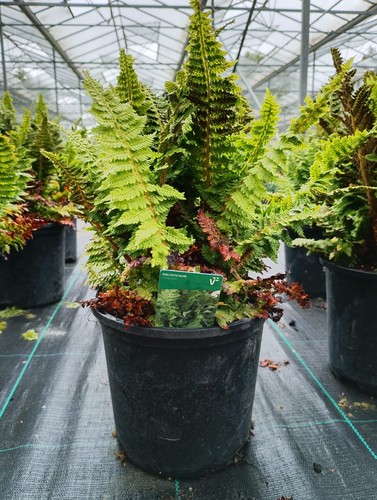 Fern grass polystichum - fern/grass,