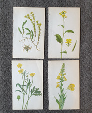 4 x Vintage Yellow Botanical