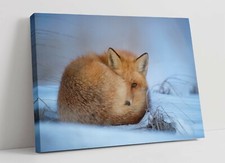 RED FOX SNOWY LANDS, WILDLIFE