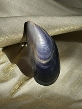 Hand Polished Scottish Blue Mussel Veined Jewellery Supplies Crafts