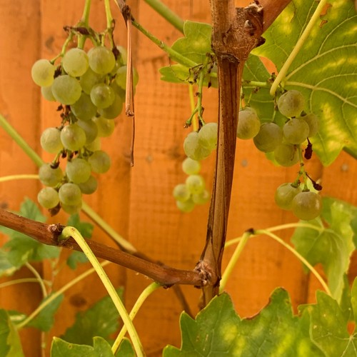 Green grape seeds - , (25)