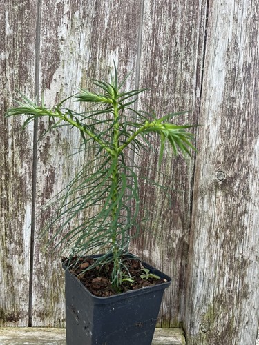 China fir tree cunninghamia - fir,