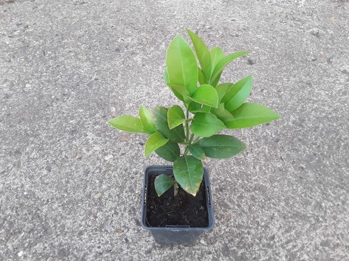 Calamondin citrus tree - calamondin, –